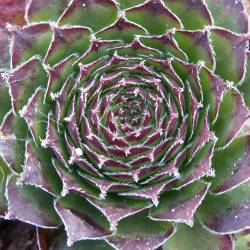 Sempervivum - Dachwurz - Hauswurz